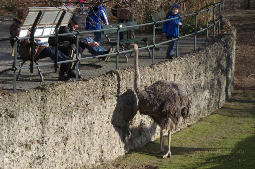 Vogel. Afrikanische Strauß. Struthio camelus
7. 2. 2014. Berlin. Tiergarten. Zoologischer Garten Berlin. Tiere. Vogel. Afrikanische Strauß. Struthio camelus. Laufvogel
Schlüsselwörter: Berlin;Strauss;Strauß;Struthio camelus;Tiere;Tiergarten;Vogel;2014;Zoologischer Garten Berlin