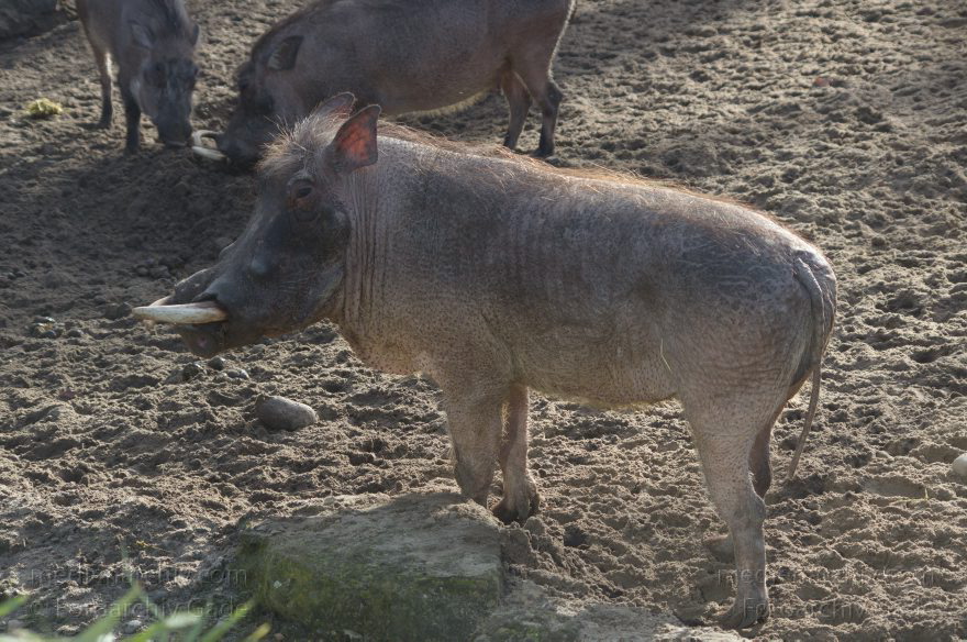 Tiere. Warzenschwein. Phacochoerus africanus
7. 2. 2014. Berlin. Tiergarten. Zoologischer Garten Berlin. Tiere. Warzenschwein. Phacochoerus africanus
Schlüsselwörter: Berlin;Phacochoerus africanus;Tiere;Tiergarten;Warzenschwein;2014;Zoologischer Garten Berlin