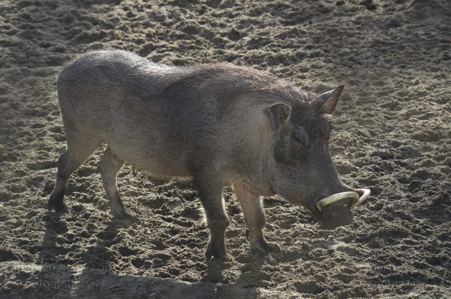 Tiere. Warzenschwein. Phacochoerus africanus
7. 2. 2014. Berlin. Tiergarten. Zoologischer Garten Berlin. Tiere. Warzenschwein. Phacochoerus africanus
Schlüsselwörter: Berlin;Phacochoerus africanus;Tiere;Tiergarten;Warzenschwein;2014;Zoologischer Garten Berlin
