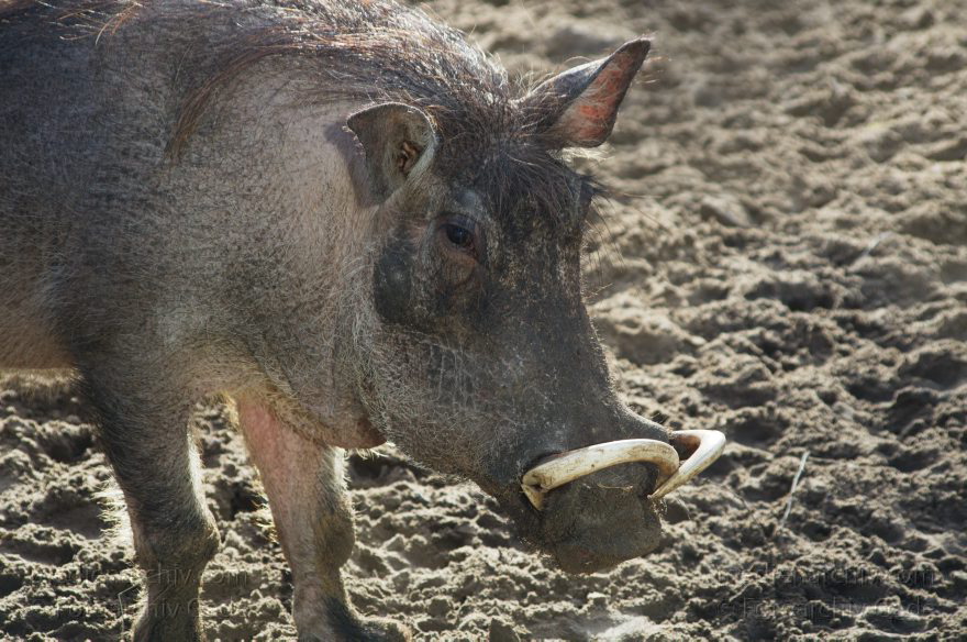 Tiere. Warzenschwein. Phacochoerus africanus
7. 2. 2014. Berlin. Tiergarten. Zoologischer Garten Berlin. Tiere. Warzenschwein. Phacochoerus africanus
Schlüsselwörter: Berlin;Phacochoerus africanus;Tiere;Tiergarten;Warzenschwein;2014;Zoologischer Garten Berlin