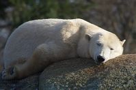 Eisbaer-20140207-082.jpg