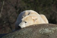 Eisbaer-20140207-084.jpg