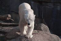 Eisbaer-20140313-247.jpg