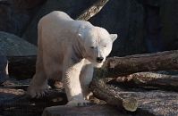 Eisbaer-20140313-249.jpg