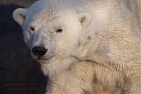 Eisbaer-20140313-257.jpg