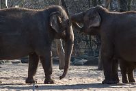 Dateiname=Elefant-20140313-274.jpg
Dateigröße=215KB
Abmessungen: 880x586
hinzugefügt am: 06. Januar 2016 Elefant-20140313-274.jpg