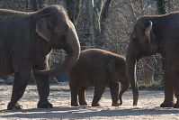 Elefant-20140313-275.jpg