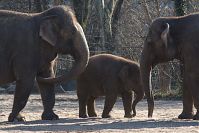 Dateiname=Elefant-20140313-275.jpg
Dateigröße=212KB
Abmessungen: 880x586
hinzugefügt am: 06. Januar 2016 Elefant-20140313-275.jpg