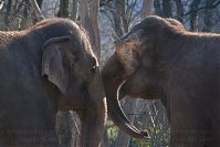 Elefant-20140313-276.jpg