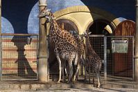 Giraffe-20140313-283.jpg