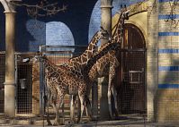 Giraffe-20140313-285.jpg