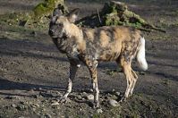 Hyaenen-20140207-089.jpg