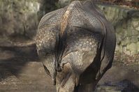 Nashorn-20140207-013.jpg