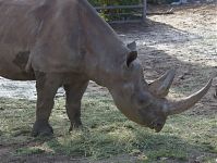 Nashorn-20140207-216.jpg