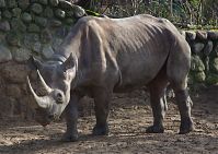 Nashorn-20140207-219.jpg