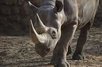 Nashorn-20140207-221.jpg