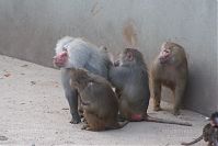 Pavian-20140313-268.jpg