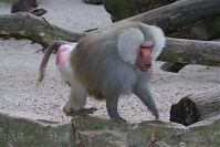 Pavian-20140313-273.jpg