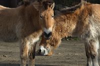 Pferd-20140207-042.jpg