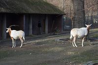 Saebelantilope-20140207-275.jpg