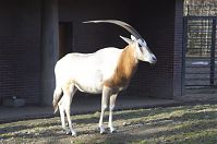 Saebelantilope-20140207-278.jpg