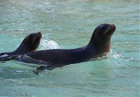 Seeloewe-20140207-069.jpg