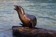 Seeloewe-20140313-241.jpg