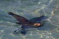 Seeloewe-20140313-243.jpg