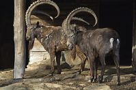Dateiname=Steinbock-20140207-023.jpg
Dateigröße=202KB
Abmessungen: 880x584
hinzugefügt am: 06. Januar 2016 Steinbock-20140207-023.jpg