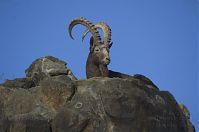 Steinbock-20140207-024.jpg