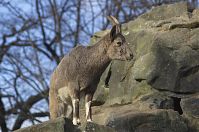 Dateiname=Steinbock-20140207-026.jpg
Dateigröße=204KB
Abmessungen: 880x584
hinzugefügt am: 06. Januar 2016 Steinbock-20140207-026.jpg
