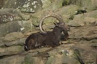 Dateiname=Steinbock-20140207-029.jpg
Dateigröße=215KB
Abmessungen: 880x584
hinzugefügt am: 06. Januar 2016 Steinbock-20140207-029.jpg