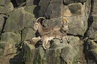 Steinbock-20140207-030.jpg