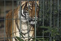 Dateiname=Tiger-20140207-279.jpg
Dateigröße=190KB
Abmessungen: 880x584
hinzugefügt am: 06. Januar 2016 Tiger-20140207-279.jpg