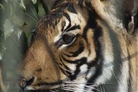 Tiger-20140207-280.jpg