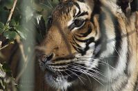 Dateiname=Tiger-20140207-281.jpg
Dateigröße=212KB
Abmessungen: 880x584
hinzugefügt am: 06. Januar 2016 Tiger-20140207-281.jpg
