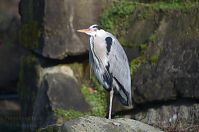Dateiname=Vogel-Graureiher-20140206-090.jpg
Dateigröße=143KB
Abmessungen: 880x584
hinzugefügt am: 06. Januar 2016 Vogel-Graureiher-20140206-090.jpg