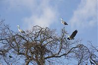 Vogel-Graureiher-20140207-034.jpg