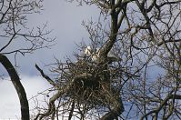 Vogel-Graureiher-20140207-239.jpg