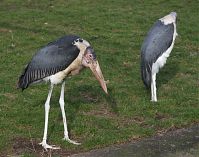 Dateiname=Vogel-Marabu-20140207-305.jpg
Dateigröße=310KB
Abmessungen: 880x691
hinzugefügt am: 06. Januar 2016 Vogel-Marabu-20140207-305.jpg