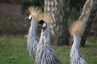 Dateiname=Vogel-Marabu-Heller-Kronenkranich-20140207-310.jpg
Dateigröße=157KB
Abmessungen: 880x584
hinzugefügt am: 06. Januar 2016 Vogel-Marabu-Heller-Kronenkranich-20140207-310.jpg