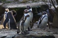 Dateiname=Vogel-Pinguin-20140207-058.jpg
Dateigröße=178KB
Abmessungen: 880x584
hinzugefügt am: 06. Januar 2016 Vogel-Pinguin-20140207-058.jpg