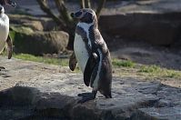 Dateiname=Vogel-Pinguin-20140207-061.jpg
Dateigröße=169KB
Abmessungen: 880x584
hinzugefügt am: 06. Januar 2016 Vogel-Pinguin-20140207-061.jpg