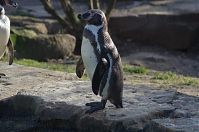 Vogel-Pinguin-20140207-061.jpg