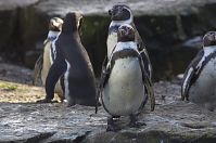 Dateiname=Vogel-Pinguin-20140207-062.jpg
Dateigröße=163KB
Abmessungen: 880x584
hinzugefügt am: 06. Januar 2016 Vogel-Pinguin-20140207-062.jpg