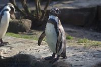 Dateiname=Vogel-Pinguin-20140207-063.jpg
Dateigröße=170KB
Abmessungen: 880x584
hinzugefügt am: 06. Januar 2016 Vogel-Pinguin-20140207-063.jpg