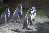 Dateiname=Vogel-Pinguin-20140207-064.jpg
Dateigröße=197KB
Abmessungen: 880x601
hinzugefügt am: 06. Januar 2016 Vogel-Pinguin-20140207-064.jpg