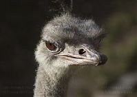 Dateiname=Vogel-Strauss-20140207-046.jpg
Dateigröße=144KB
Abmessungen: 880x624
hinzugefügt am: 06. Januar 2016 Vogel-Strauss-20140207-046.jpg