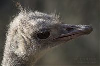 Dateiname=Vogel-Strauss-20140207-048.jpg
Dateigröße=169KB
Abmessungen: 880x584
hinzugefügt am: 06. Januar 2016 Vogel-Strauss-20140207-048.jpg