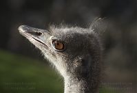 Dateiname=Vogel-Strauss-20140207-051.jpg
Dateigröße=135KB
Abmessungen: 880x600
hinzugefügt am: 06. Januar 2016 Vogel-Strauss-20140207-051.jpg